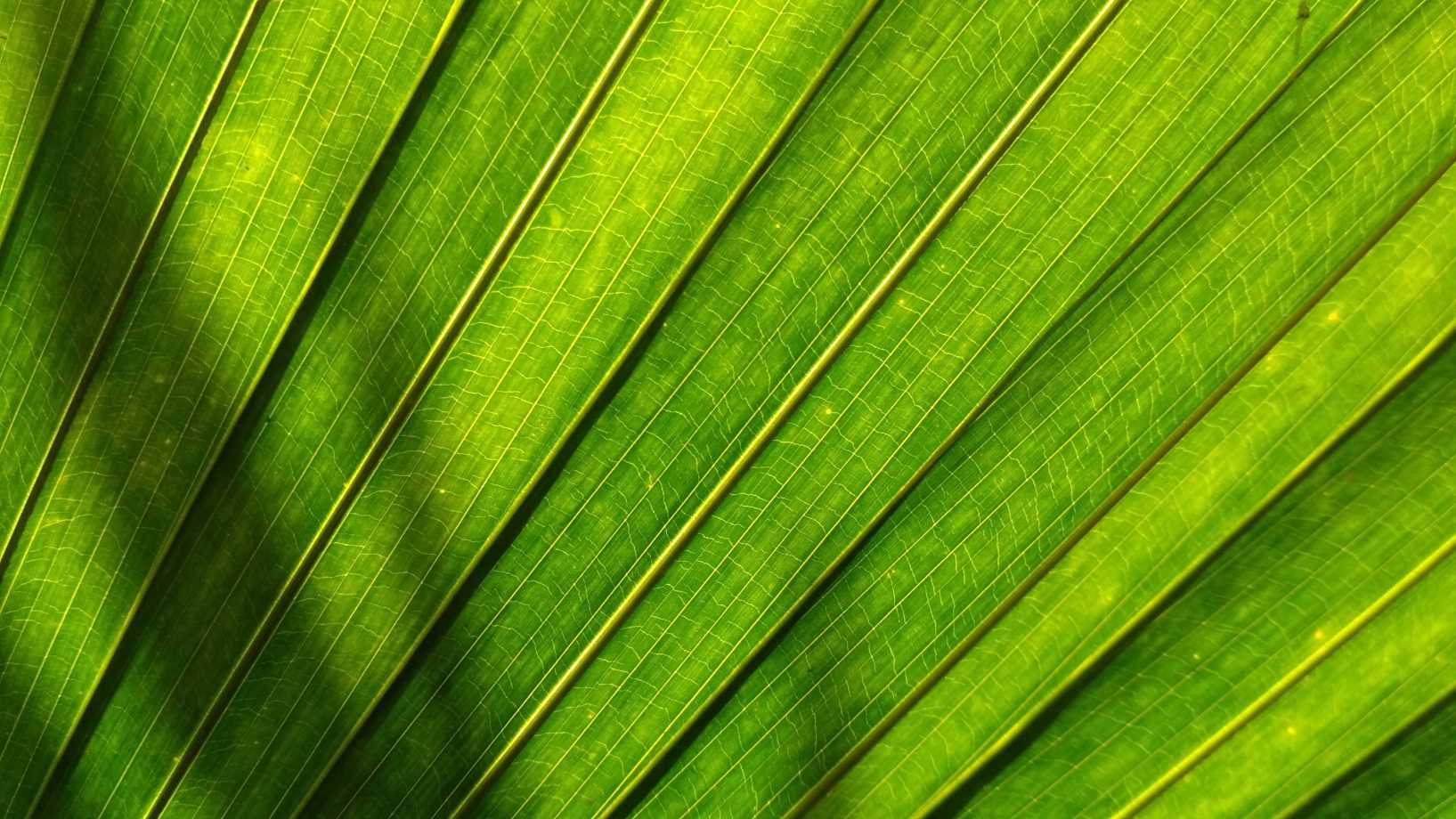 Green Plant Background 1