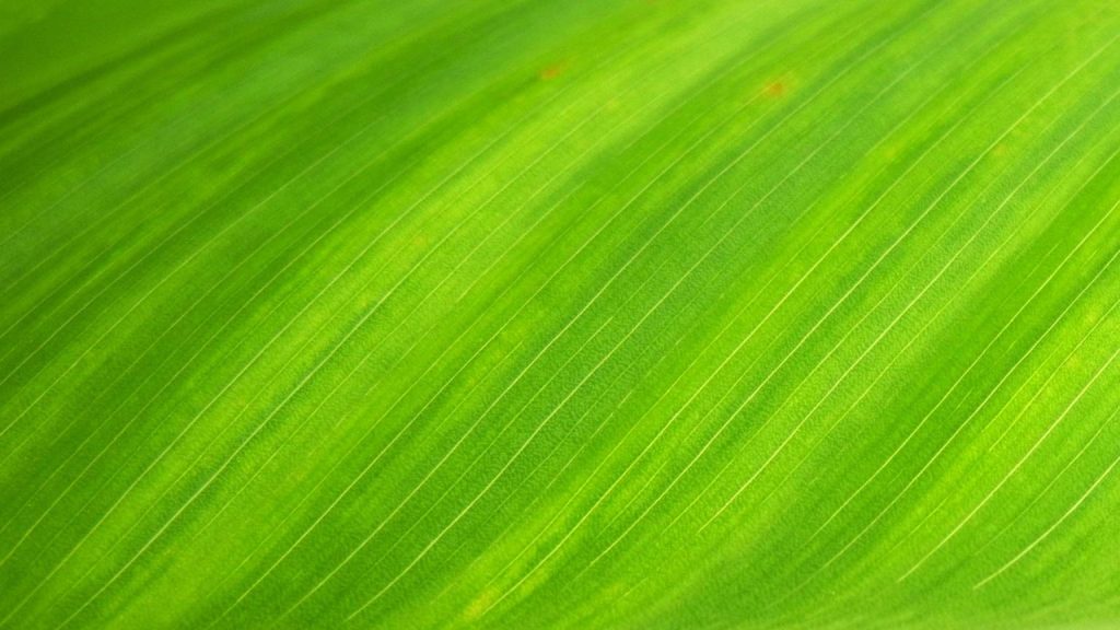 Green Plant Background 5